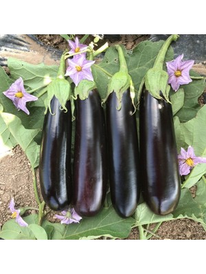 Miracle Ata Tohumları Geleneksel Etli Yemesi Güzel Kemer Patlıcan Tohumu (70 Tohum)