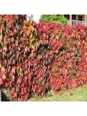 Amerikan Sarmaşığı Tohumu (10 Tohum)