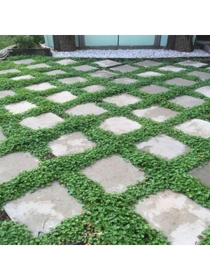 Dona Dayanıklı Dichondra Repens Fare Kulağı TOHUMU(100 Tohum)