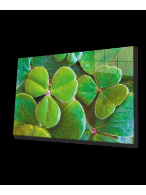 Marsilyan- Üç Yapraklı Yonca Yeşil Cam Tablo