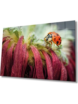 Marsilyan Uğur Böceği ve Yaprak Cam Tablo, Ev ve Ofis Duvar Dekoru, Hediyelik Büyük Temperli 4 mm Cam Tablo