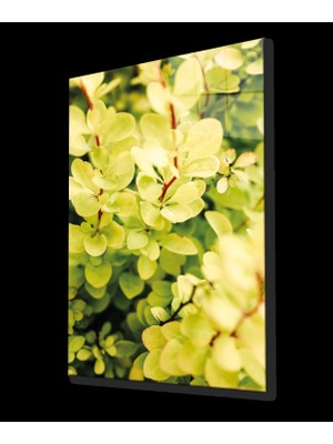 Marsilyan- Sarı Yeşil Yapraklar Bitki Cam Tablo Green Yellow Nature