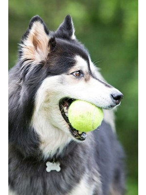 Gampus Evcil Hayvan Kedi Köpek Tenis Topu Getir Oyuncağı Sağlam Kaliteli