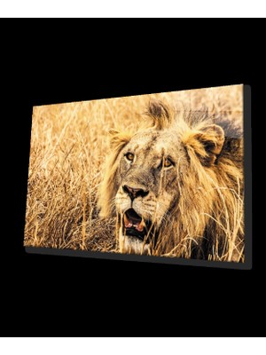 Marsilyan- Aslan Cam Tablo