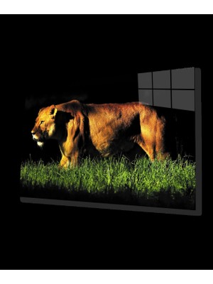 Marsilyan- Aslan Cam Tablo