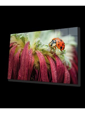 Marsilyan- Uğur Böceği ve Yaprak Cam Tablo Ev ve Ofis Duvar Dekoru