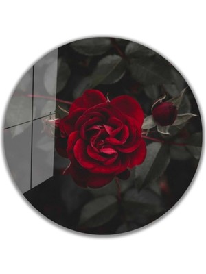 Kırmızı Gül Yuvarlak Cam Tablo 4mm Dayanıklı Temperli Cam