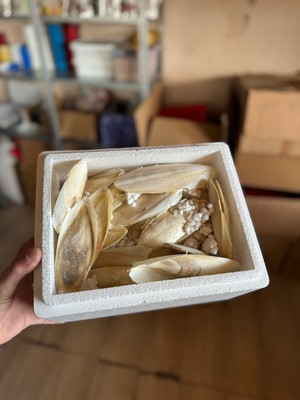 Kalamar Kemiği 100 gr