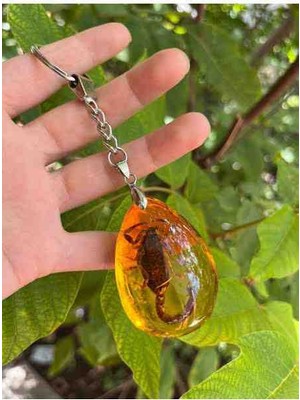 Wolawood Gerçek Akrep Fosili Anahtarlık Doğal Epoksi Reçine İçinde Koleksiyonluk Fosil Akrep Benzersiz ve Otantik Doğa Harikası, Hediyelik Dekoratif