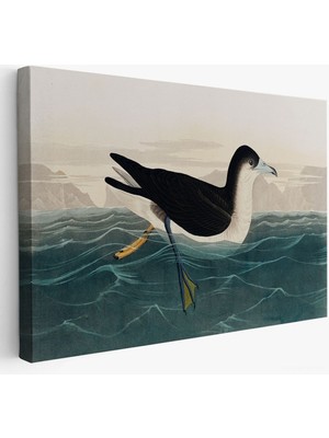 Marsilyan Robert Havell, John James Audubon Esmer Kuş TABLOSU-7034