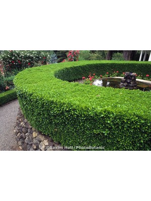 TNC Garden Groups Şimşir Fidanı Buxus Sempervirens Rotundifolia 40 Adet