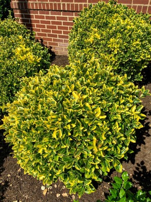 TNC Garden Groups Gold Taflan (Euonymus Japonica Aurea)  Büyük Boy  40 - 50 cm 10 A