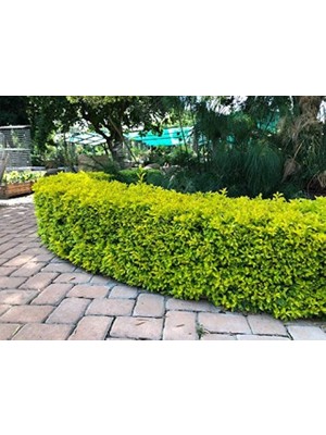 TNC Garden Groups Gold Taflan (Euonymus Japonica Aurea) Canlı Çit Bitkisi 50 Adet