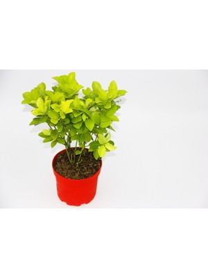 TNC Garden Groups Kırmızı Saksıda Gold Taflan Euonymus 3 Adet