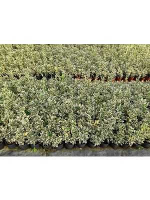 TNC Garden Groups Bravo Taflan Euonymus Japonica Bravo 20 Adet