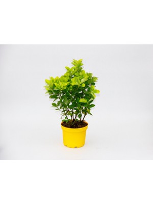 TNC Garden Groups Sarı Saksıda Gold Taflan Euonymus 3 Adet