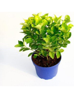 TNC Garden Groups Gold Taflan (Euonymus Japonica Aurea) – Sarı Çit Bitkisi Mavi Sak