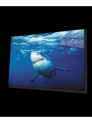 Köpek Balığı Sualtı Cam Tablo