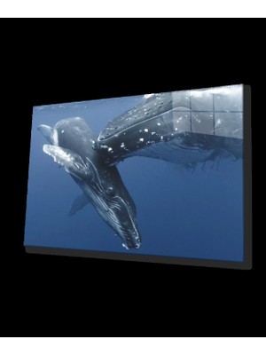 Balıklar Sualtı Cam Tablo