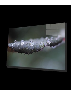 Su Damlaları Yeşil Yapraklar