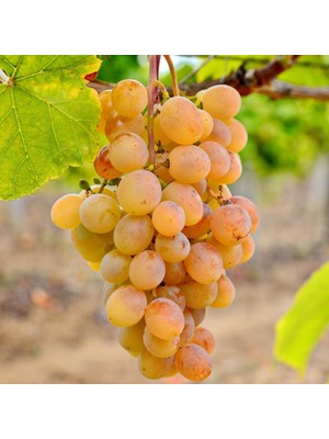 Ata Sarısı Üzüm Fidanı  2 Yaş Tüplü 5 Adet