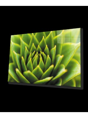 Yeşil Bitki Green Plant