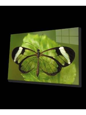 Yeşil Yaprak Kelebek