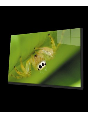 Yeşil Sarı Örümcek Cam Tablo