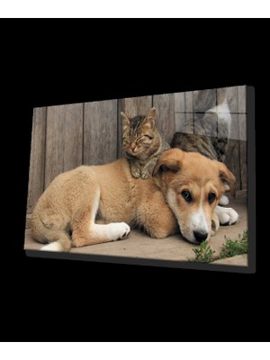 Kedi Köpek Cam Tablo