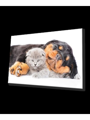 Kedi Köpek Cam Tablo