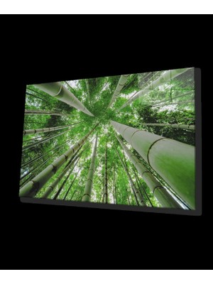 Aşağıdan Yukarı Yeşil  Ağaçlar Bottom Up Green Trees