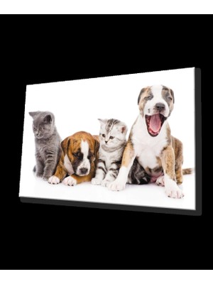 Kediler ve Köpekler Cam Tablo