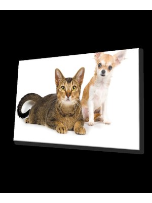 Kedi Köpek