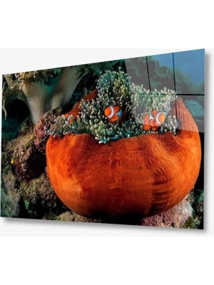 Turuncu Balıklar Cam Tablo Orange