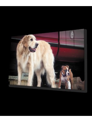 Köpek Cam Tablo