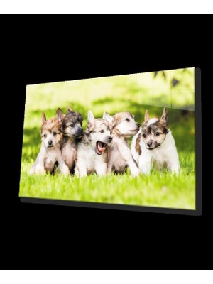 Köpekler Cam Tablo