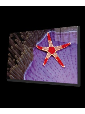 Deniz Yıldızı Cam Tablo Starfish
