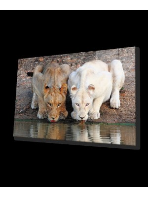 Aslan Cam Tablo