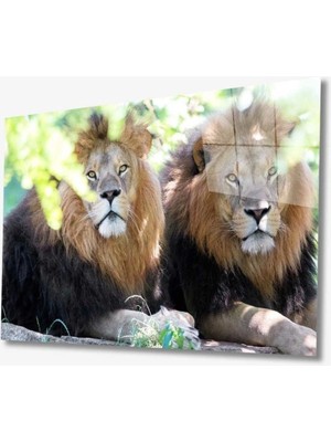 Miraaxx Aslan Hayvan Cam Tablo 4mm Dayanıklı Temperli Cam