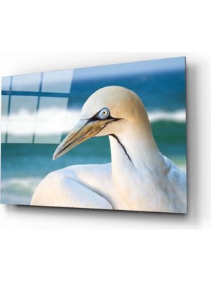 Miraaxx Martı Cam Tablo