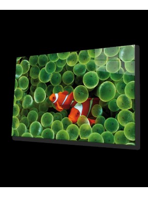 Turuncu Balıklar Cam Tablo Orange