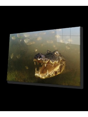 Suda Timsah Cam Tablo Crocodile