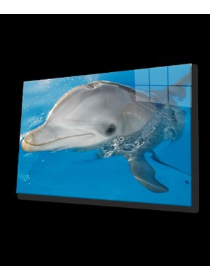 Yunus Balığı Cam Tablo Dolphin