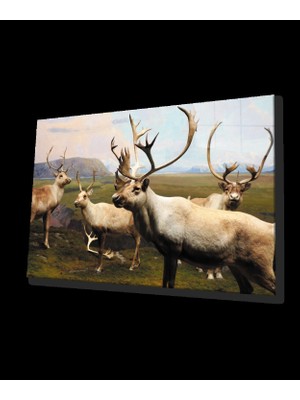 Miraaxx Geyik Hayvan Cam Tablo