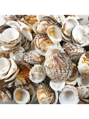 Tiger Cochles Kiloluk Deniz Kabuğu (1 Kg)