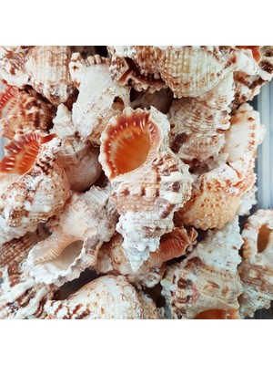 Bursa Rubeta  Kiloluk Deniz Kabuğu (1 Kg)