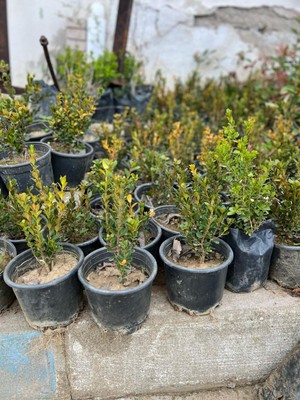 Ucuzluk Diyarı Hainan Şimşir Fidanı