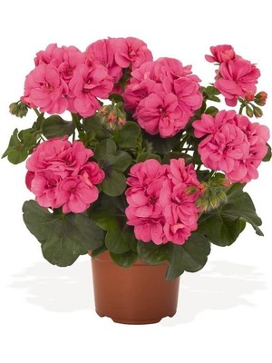 Renkli Yıldız Çiçeği Fidanı