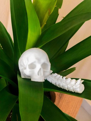 Predator Insan Kafatası Ödülü Beyaz Renk - Hareketli Kafatası ve Omurga Mini Figür - Bioplastik