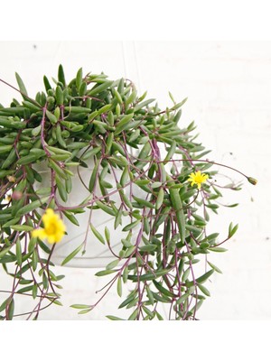 Yakut Kolyesi – Othonna Capensis